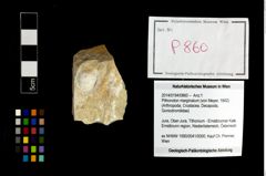 Foto (Objekt + Etikett) von Pithonoton marginatum (von Meyer, 1842)  (NHMW-GEO-2014-0194-0860)